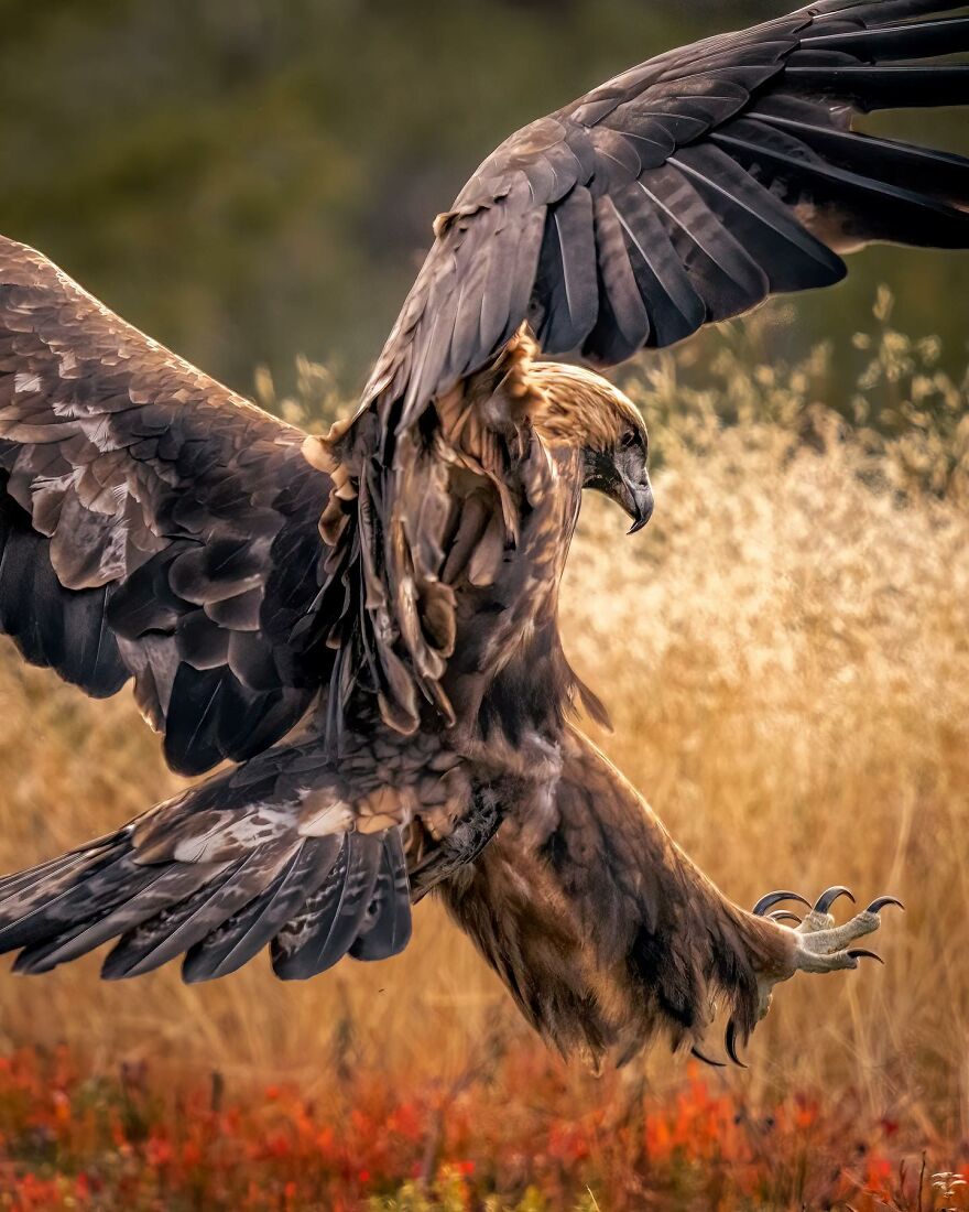 Wings Of Finland: Tom Nickels’ Stunning Bird Photography-Interview