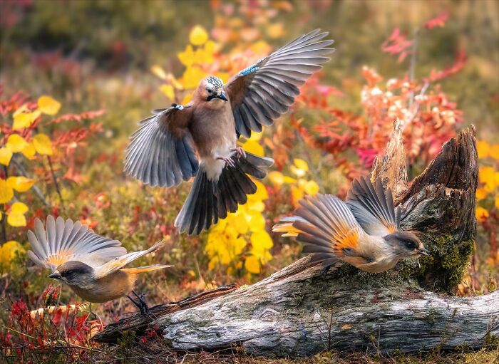 Birds Of Finland: 60 Stunning Images By Photographer Tom Nickels