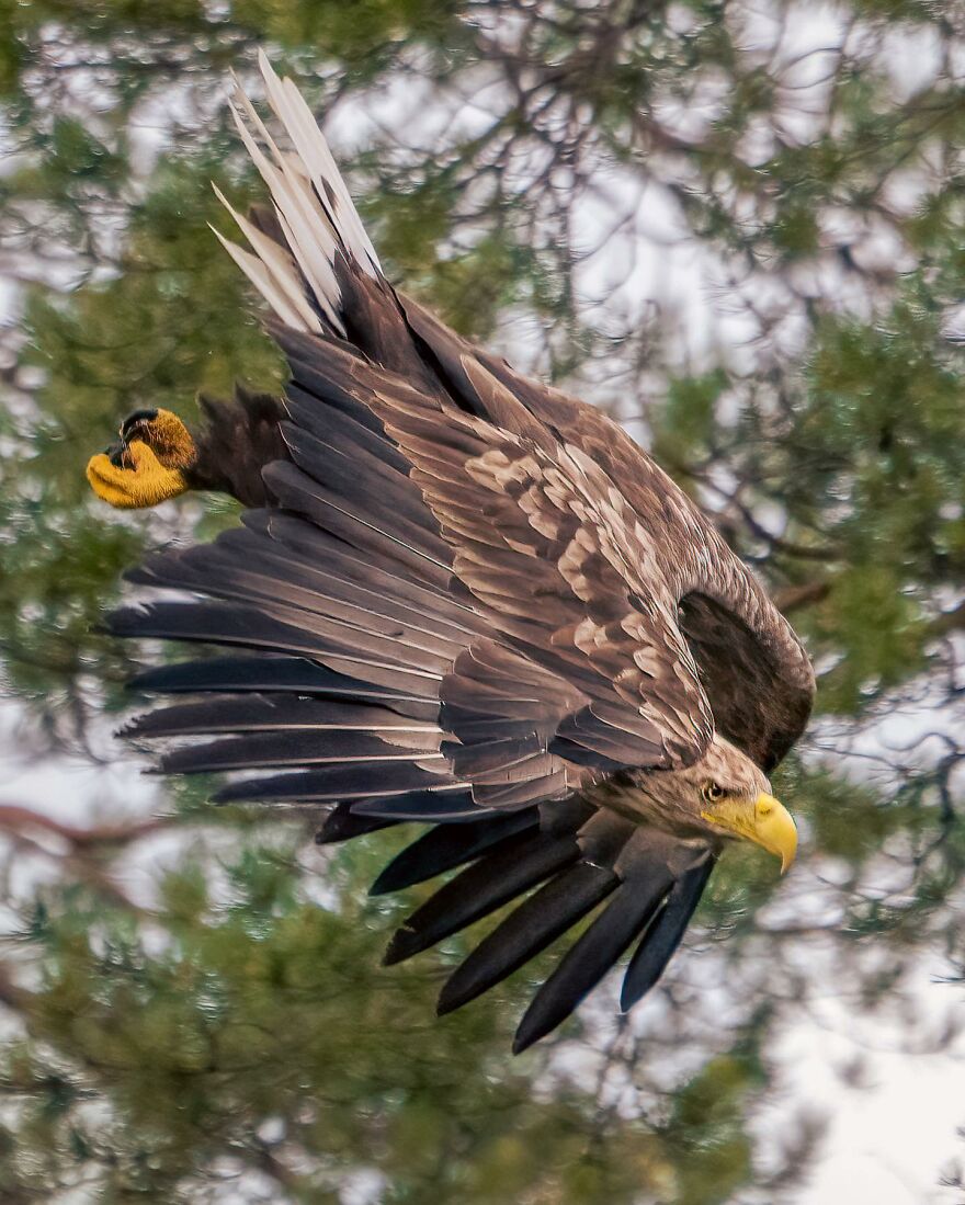 Wings Of Finland: Tom Nickels’ Stunning Bird Photography-Interview