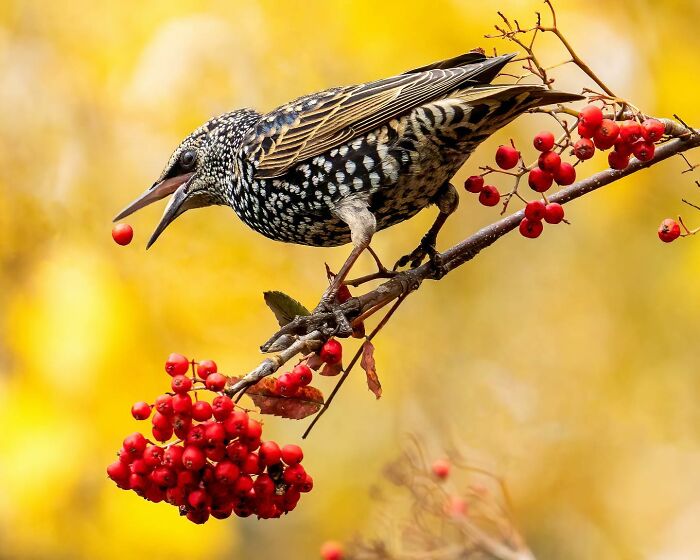 Birds Of Finland: 60 Stunning Images By Photographer Tom Nickels