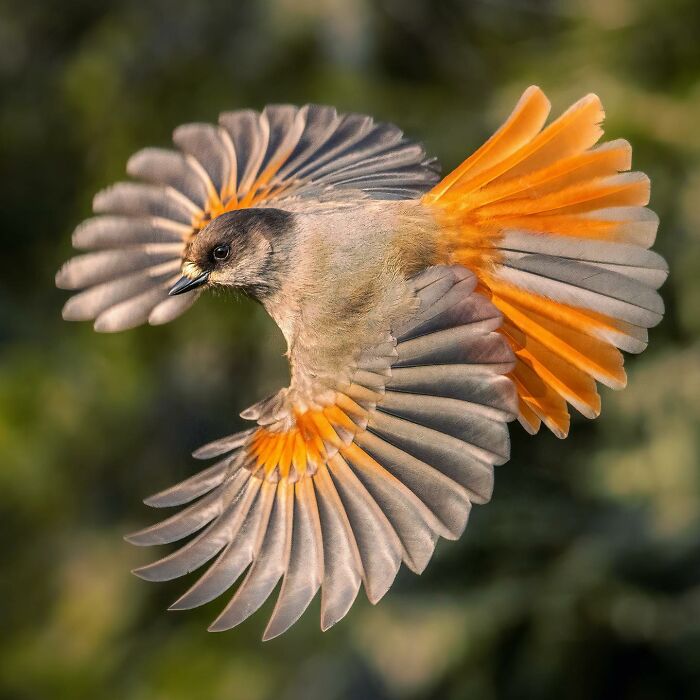 Birds Of Finland: 60 Stunning Images By Photographer Tom Nickels