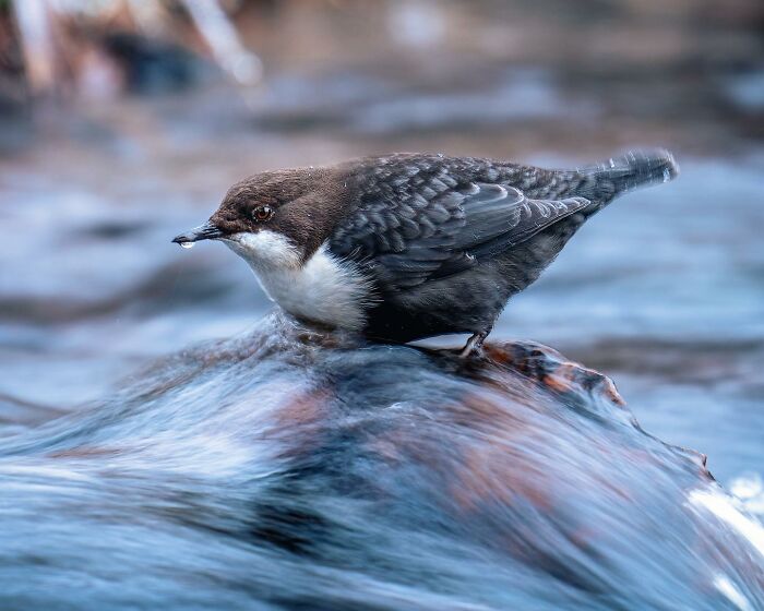 Birds Of Finland: 60 Stunning Images By Photographer Tom Nickels