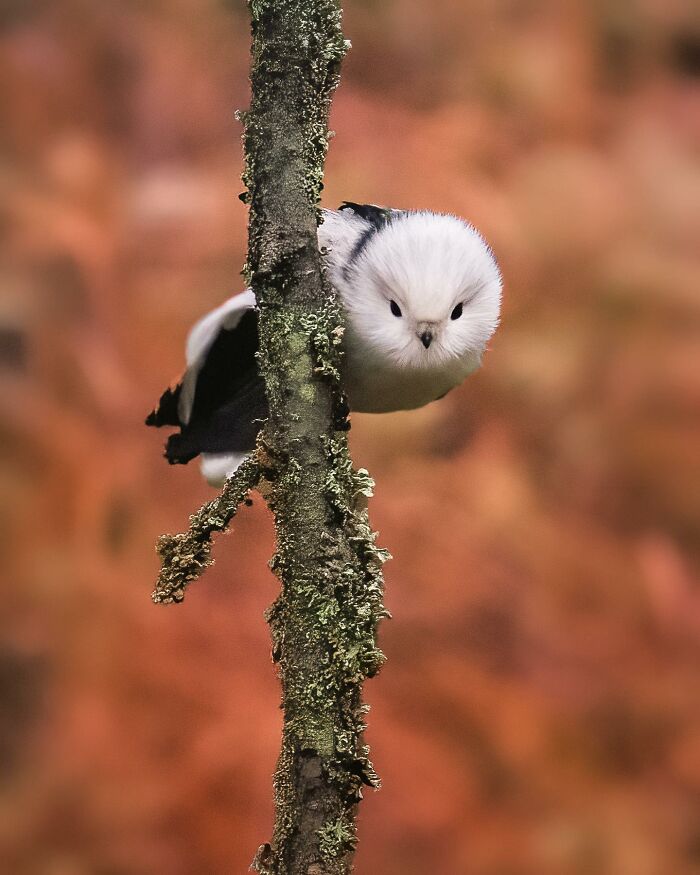 Birds Of Finland: 60 Stunning Images By Photographer Tom Nickels