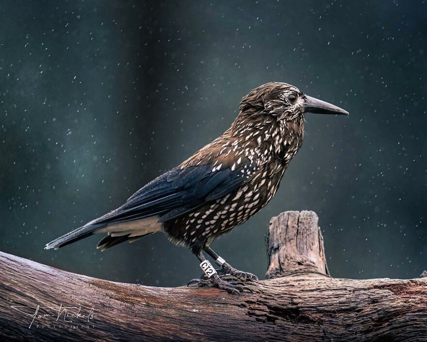 Wings Of Finland: Tom Nickels’ Stunning Bird Photography-Interview