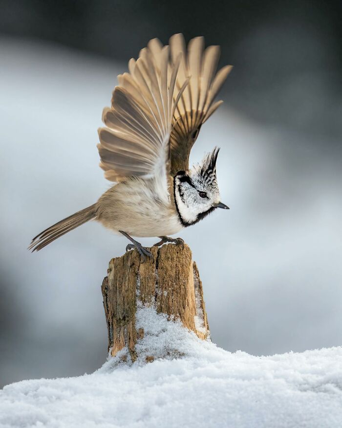 Birds Of Finland: 60 Stunning Images By Photographer Tom Nickels