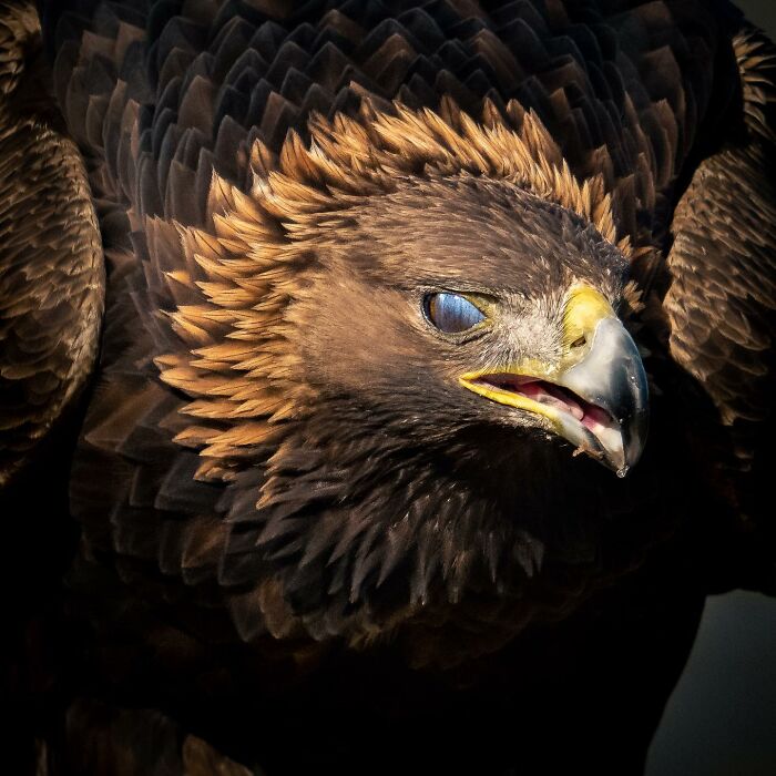 Birds Of Finland: 60 Stunning Images By Photographer Tom Nickels