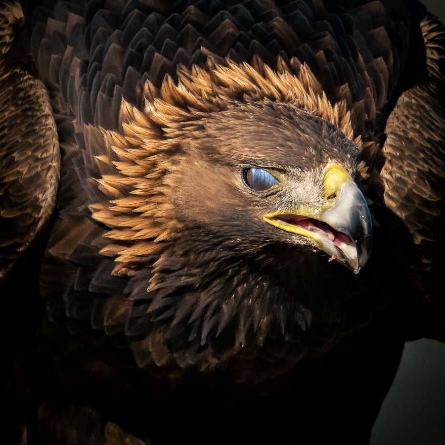 Wings Of Finland: Tom Nickels’ Stunning Bird Photography-Interview