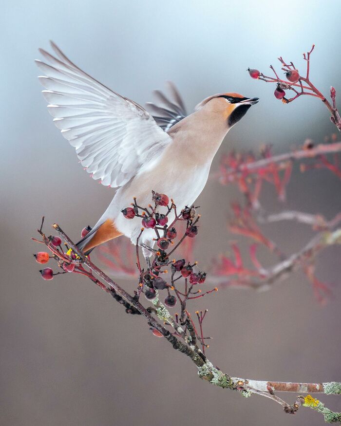 Birds Of Finland: 60 Stunning Images By Photographer Tom Nickels