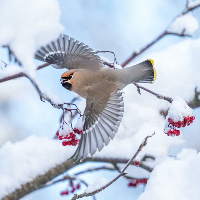 Birds Of Finland: 60 Stunning Images By Photographer Tom Nickels