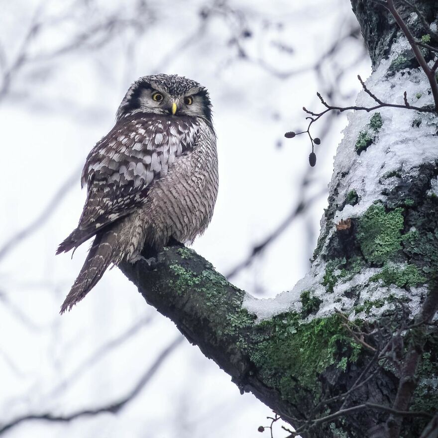 Wings Of Finland: Tom Nickels’ Stunning Bird Photography-Interview