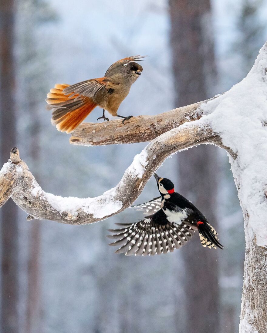 Wings Of Finland: Tom Nickels’ Stunning Bird Photography-Interview