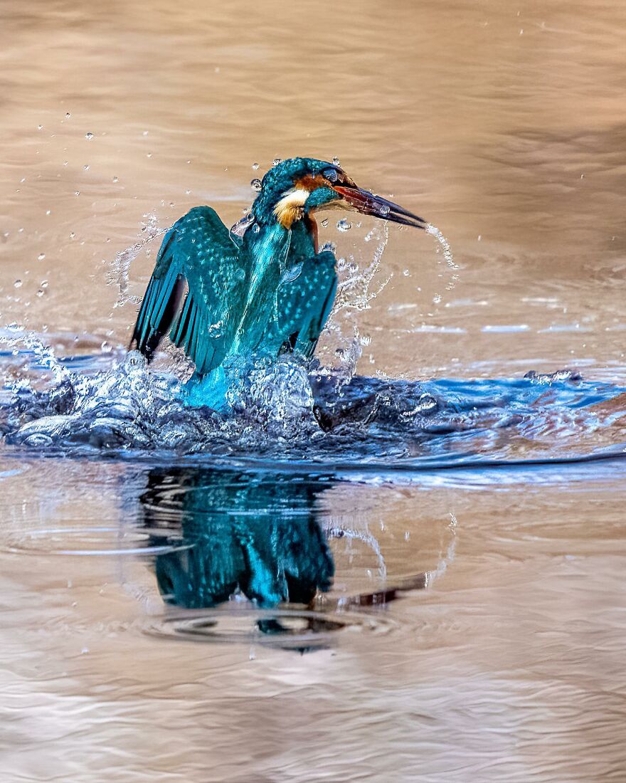 Wings Of Finland: Tom Nickels’ Stunning Bird Photography-Interview