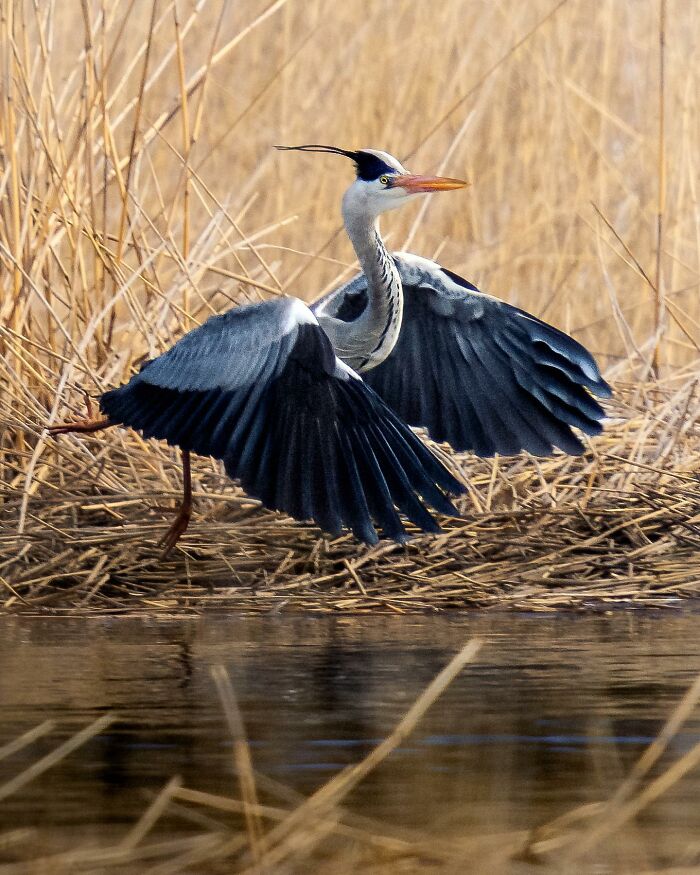 Birds Of Finland: 60 Stunning Images By Photographer Tom Nickels