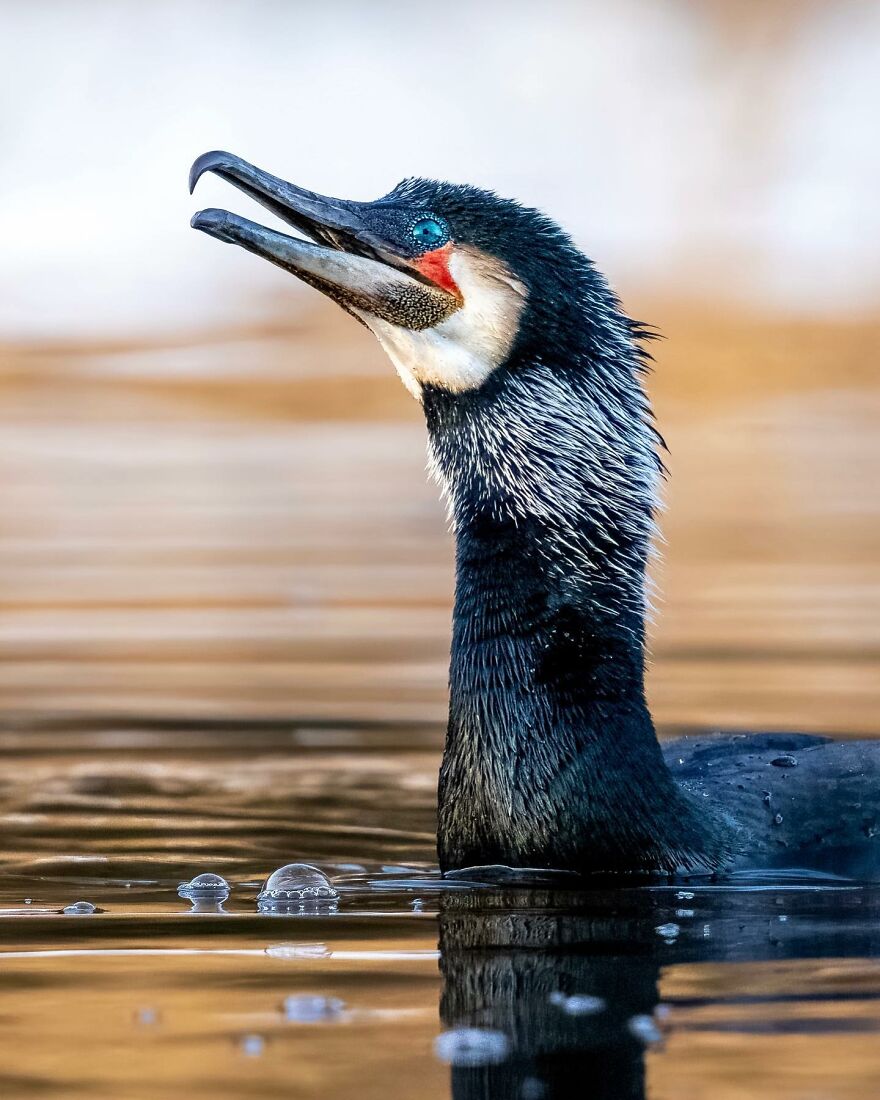 Wings Of Finland: Tom Nickels’ Stunning Bird Photography-Interview