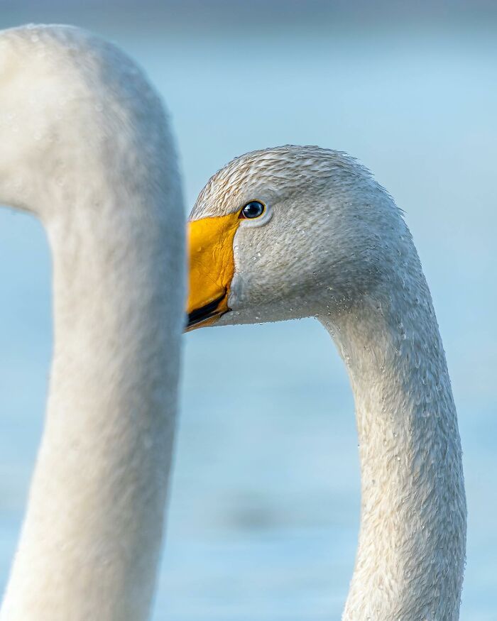 Birds Of Finland: 60 Stunning Images By Photographer Tom Nickels