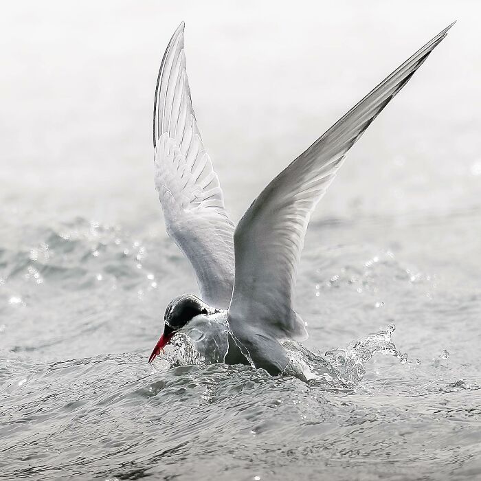 Birds Of Finland: 60 Stunning Images By Photographer Tom Nickels