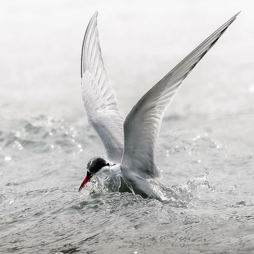 Wings Of Finland: Tom Nickels’ Stunning Bird Photography-Interview