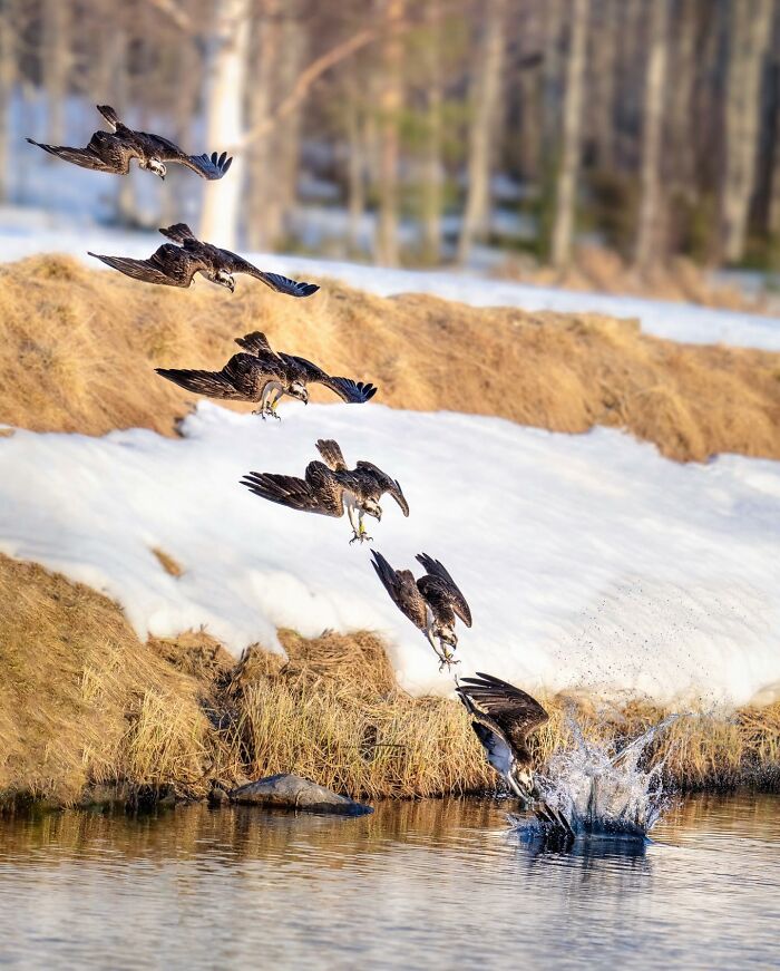 Birds Of Finland: 60 Stunning Images By Photographer Tom Nickels