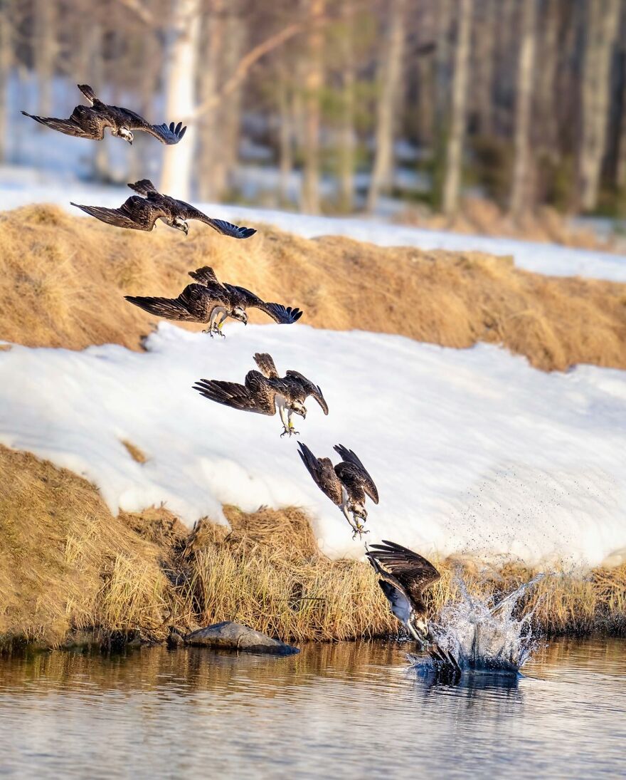 Wings Of Finland: Tom Nickels’ Stunning Bird Photography-Interview