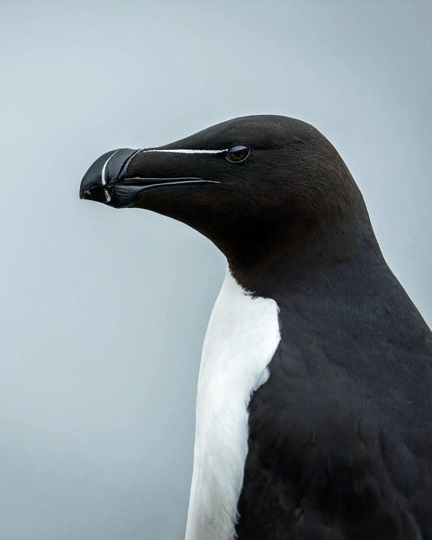 Wings Of Finland: Tom Nickels’ Stunning Bird Photography-Interview