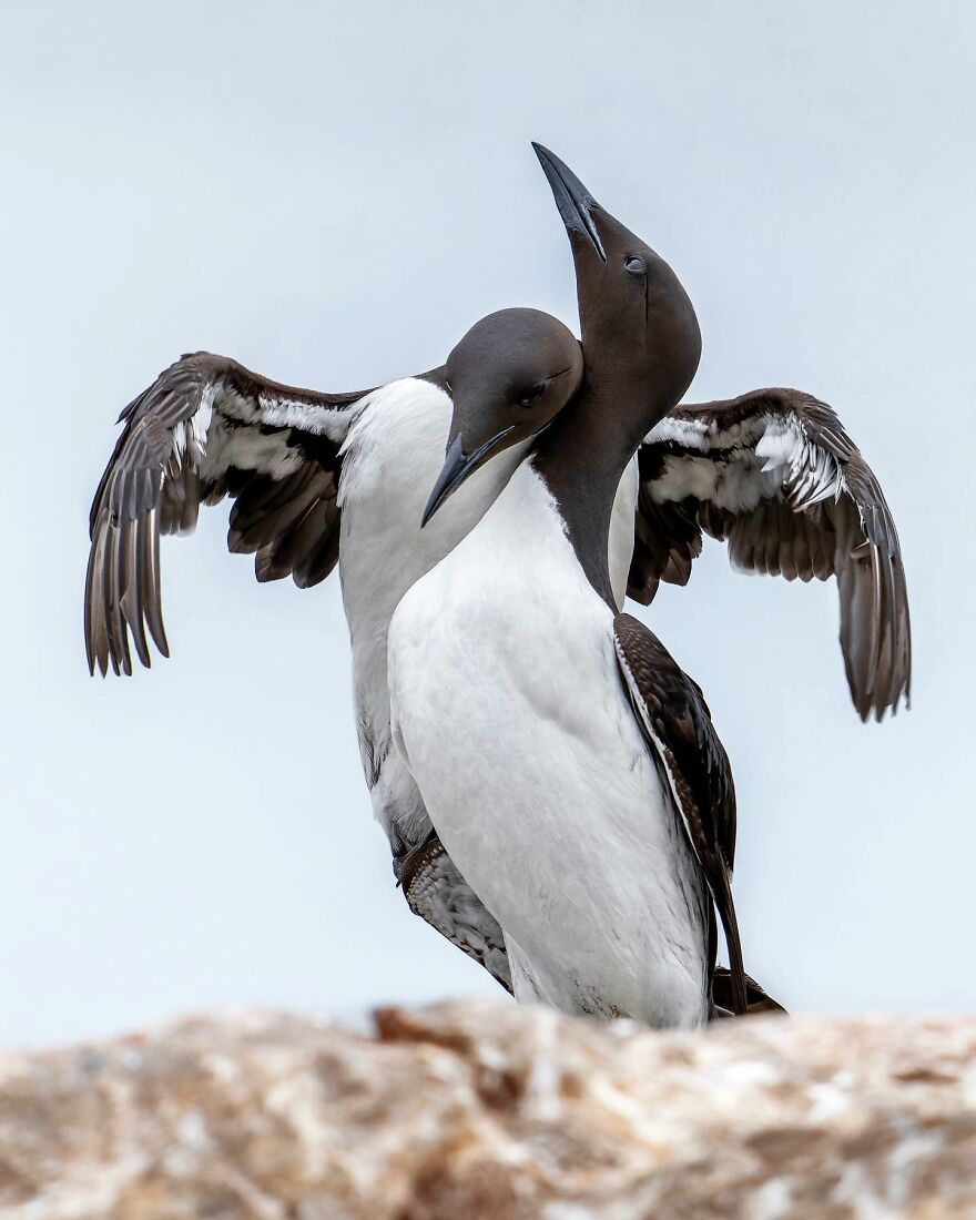 Wings Of Finland: Tom Nickels’ Stunning Bird Photography-Interview