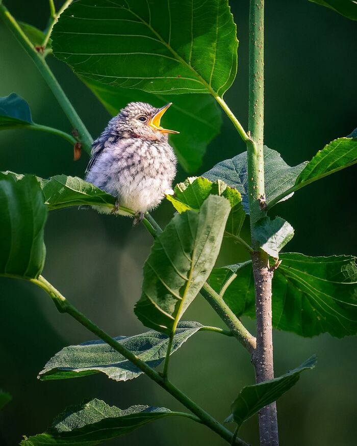 Birds Of Finland: 60 Stunning Images By Photographer Tom Nickels