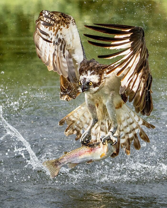 Birds Of Finland: 60 Stunning Images By Photographer Tom Nickels