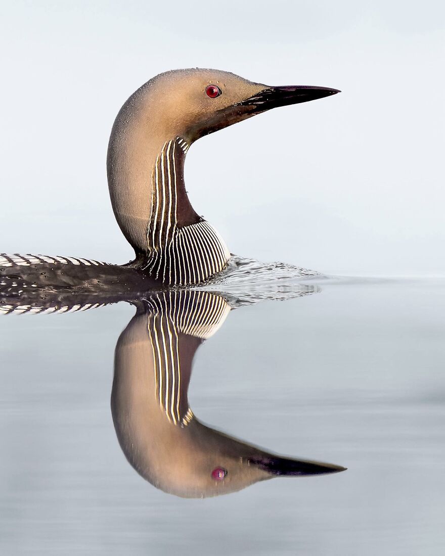 Wings Of Finland: Tom Nickels’ Stunning Bird Photography-Interview