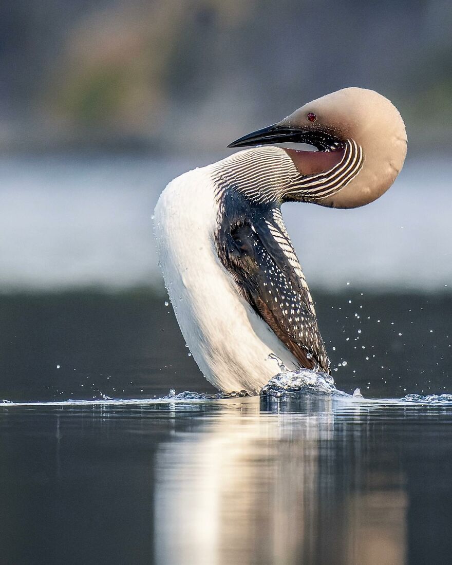 Wings Of Finland: Tom Nickels’ Stunning Bird Photography-Interview