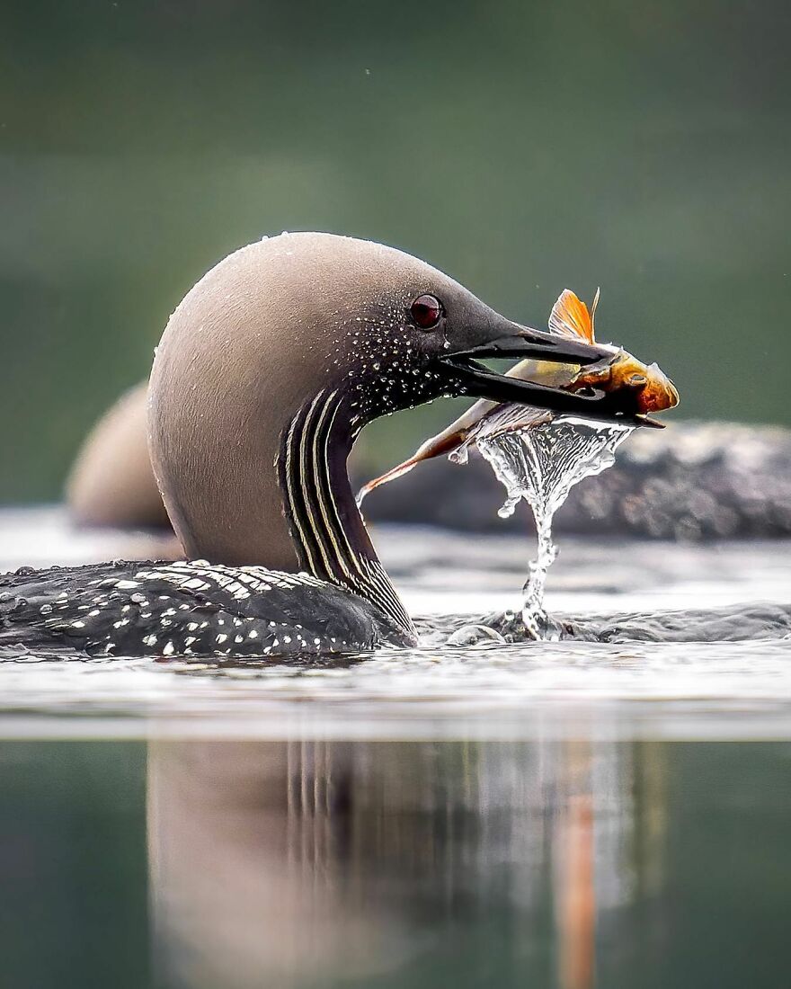 Wings Of Finland: Tom Nickels’ Stunning Bird Photography-Interview