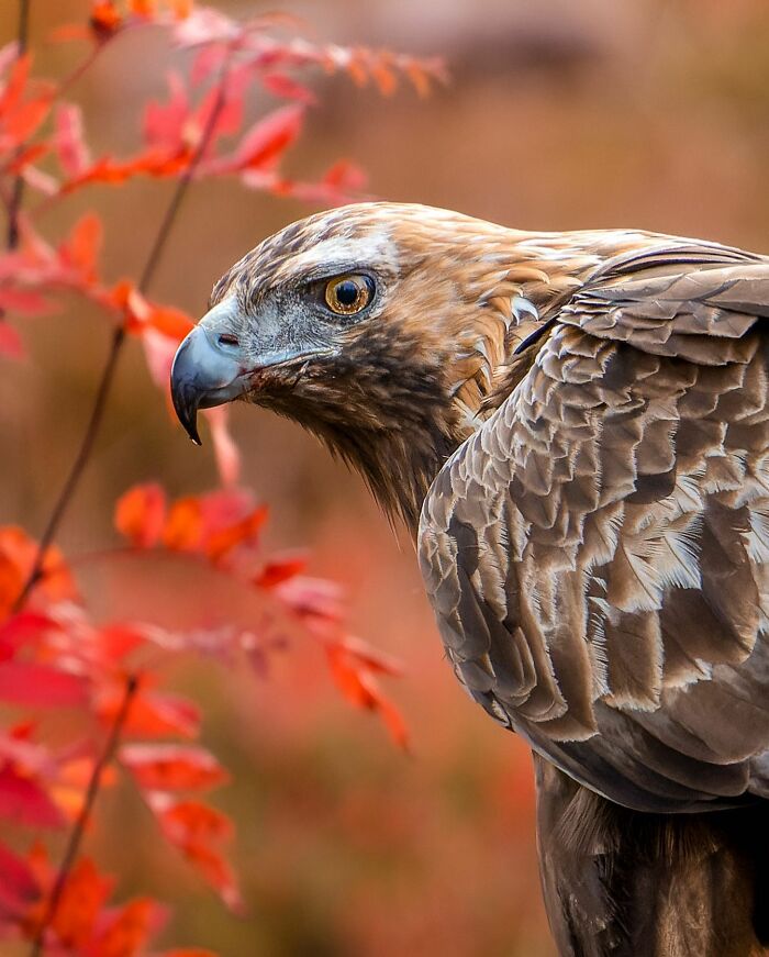 Birds Of Finland: 60 Stunning Images By Photographer Tom Nickels