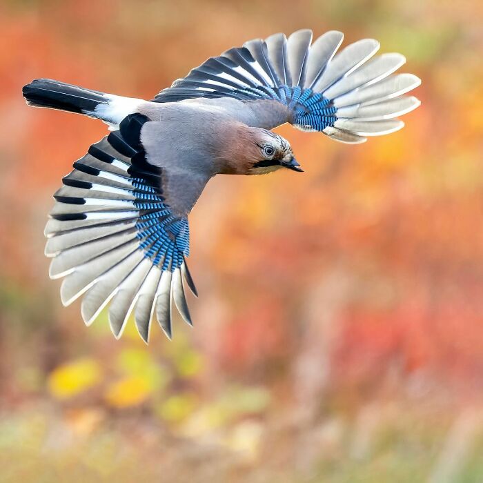 Birds Of Finland: 60 Stunning Images By Photographer Tom Nickels