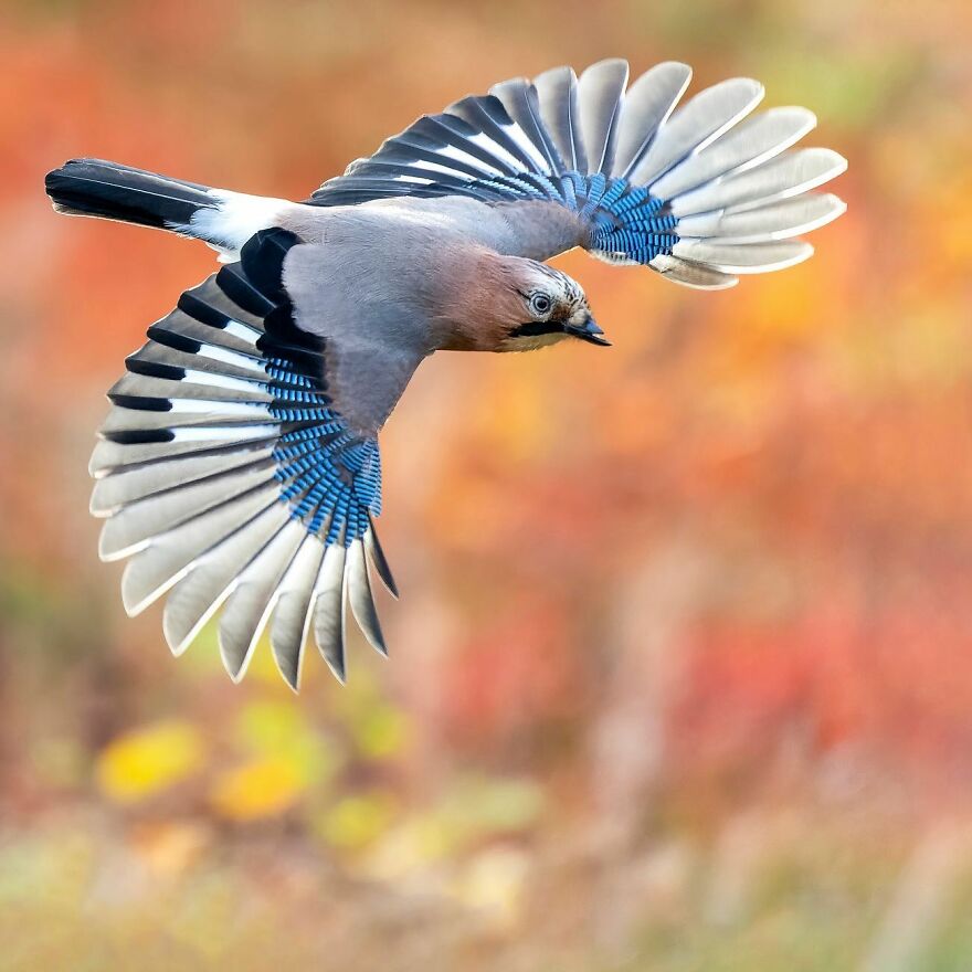 Wings Of Finland: Tom Nickels’ Stunning Bird Photography-Interview