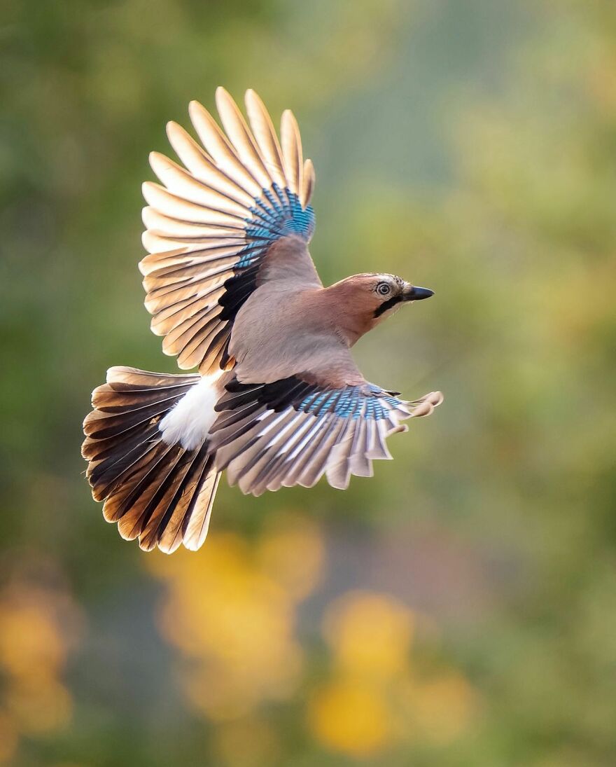 Wings Of Finland: Tom Nickels’ Stunning Bird Photography-Interview