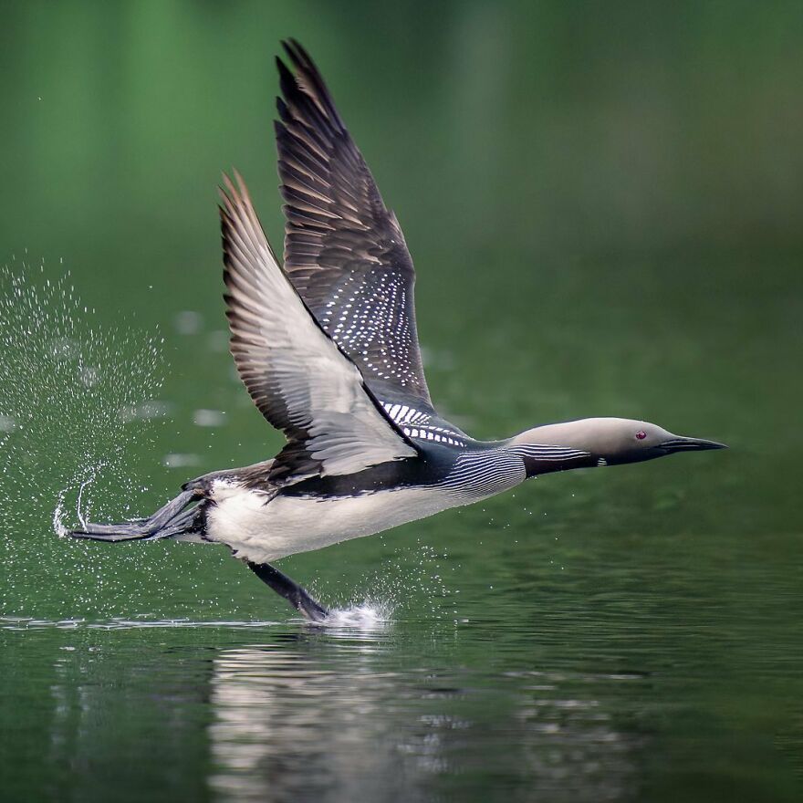 Wings Of Finland: Tom Nickels’ Stunning Bird Photography-Interview