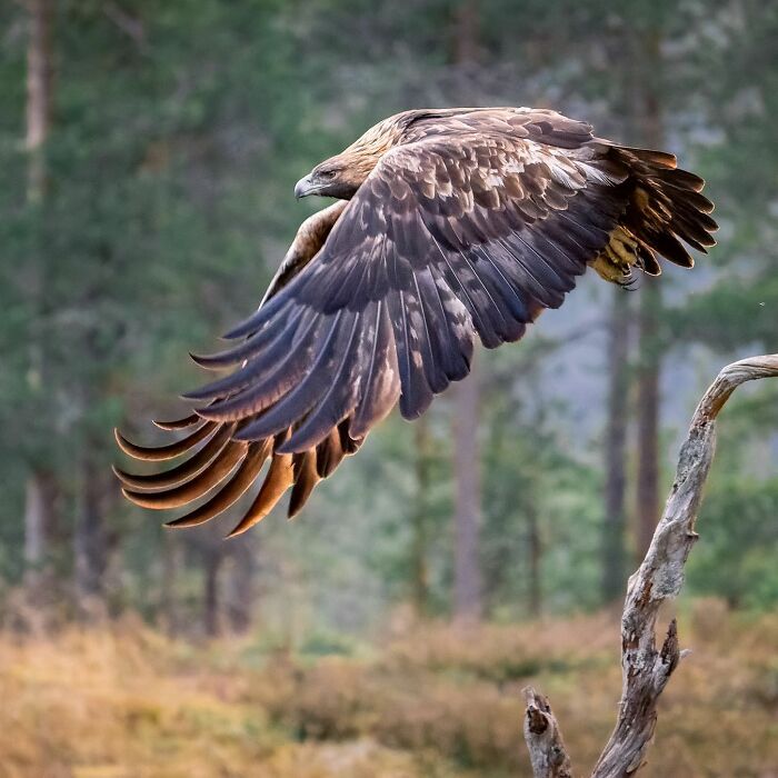 Birds Of Finland: 60 Stunning Images By Photographer Tom Nickels