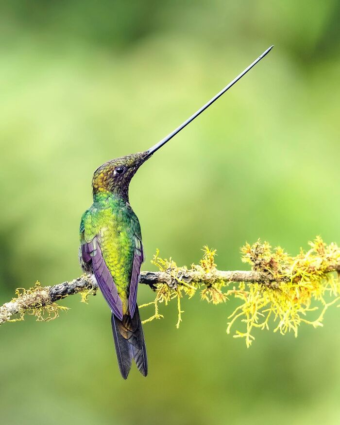 Birds Of Finland: 60 Stunning Images By Photographer Tom Nickels