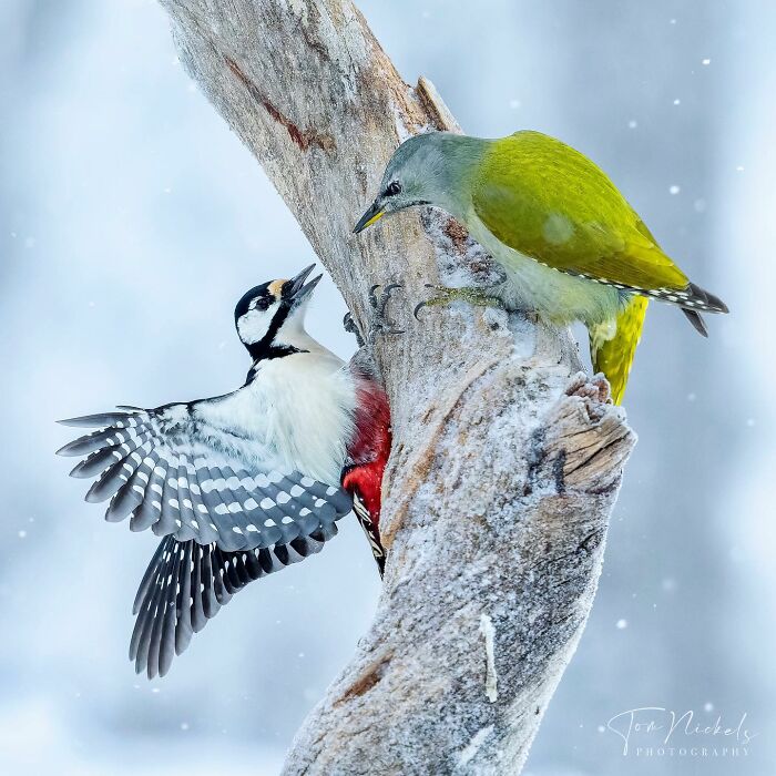 Birds Of Finland: 60 Stunning Images By Photographer Tom Nickels