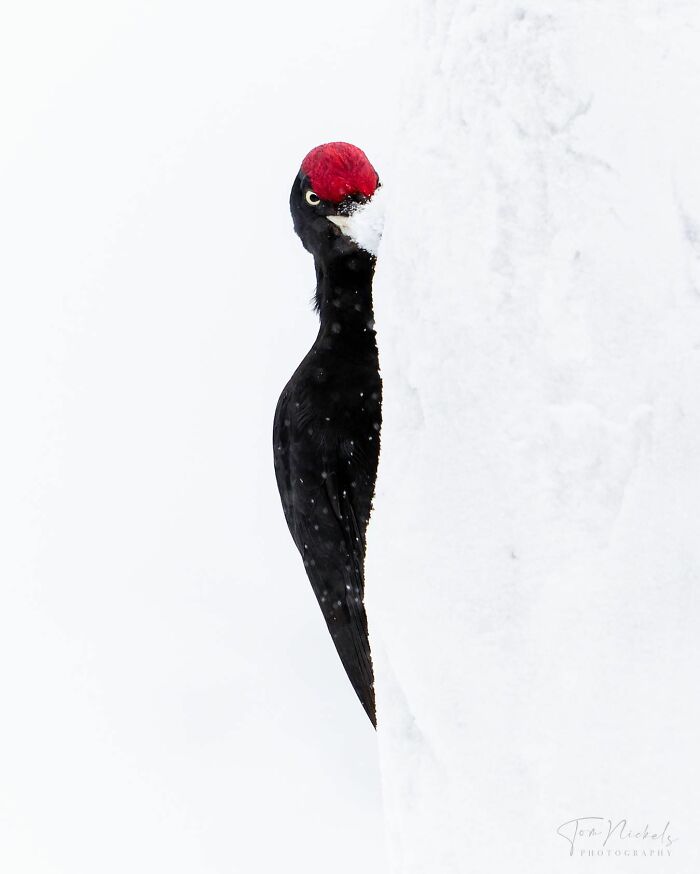 Birds Of Finland: 60 Stunning Images By Photographer Tom Nickels