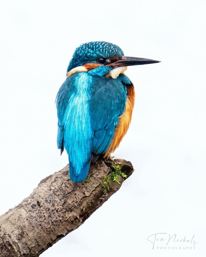 Birds Of Finland: 60 Stunning Images By Photographer Tom Nickels