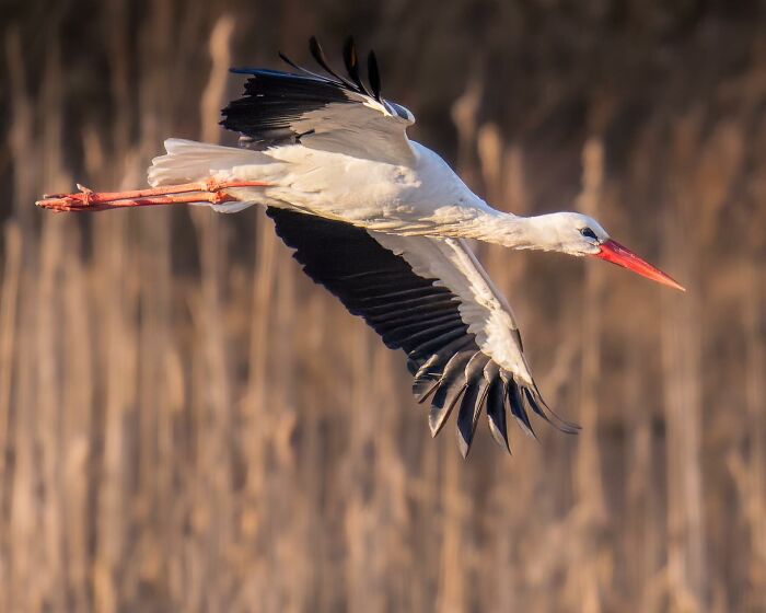 Birds Of Finland: 60 Stunning Images By Photographer Tom Nickels