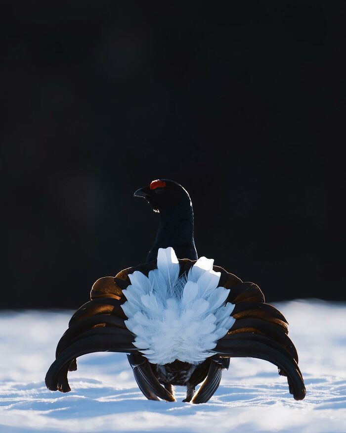 Birds Of Finland: 60 Stunning Images By Photographer Tom Nickels