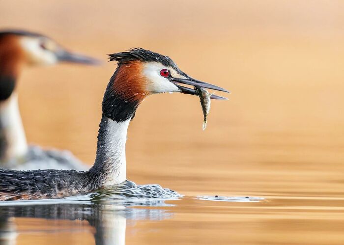 Birds Of Finland: 60 Stunning Images By Photographer Tom Nickels