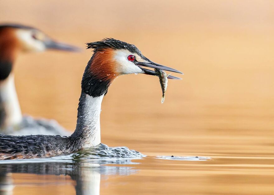 Wings Of Finland: Tom Nickels’ Stunning Bird Photography-Interview