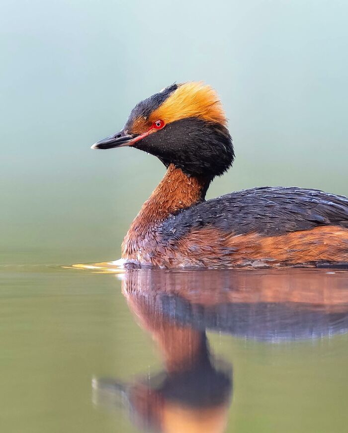 Birds Of Finland: 60 Stunning Images By Photographer Tom Nickels