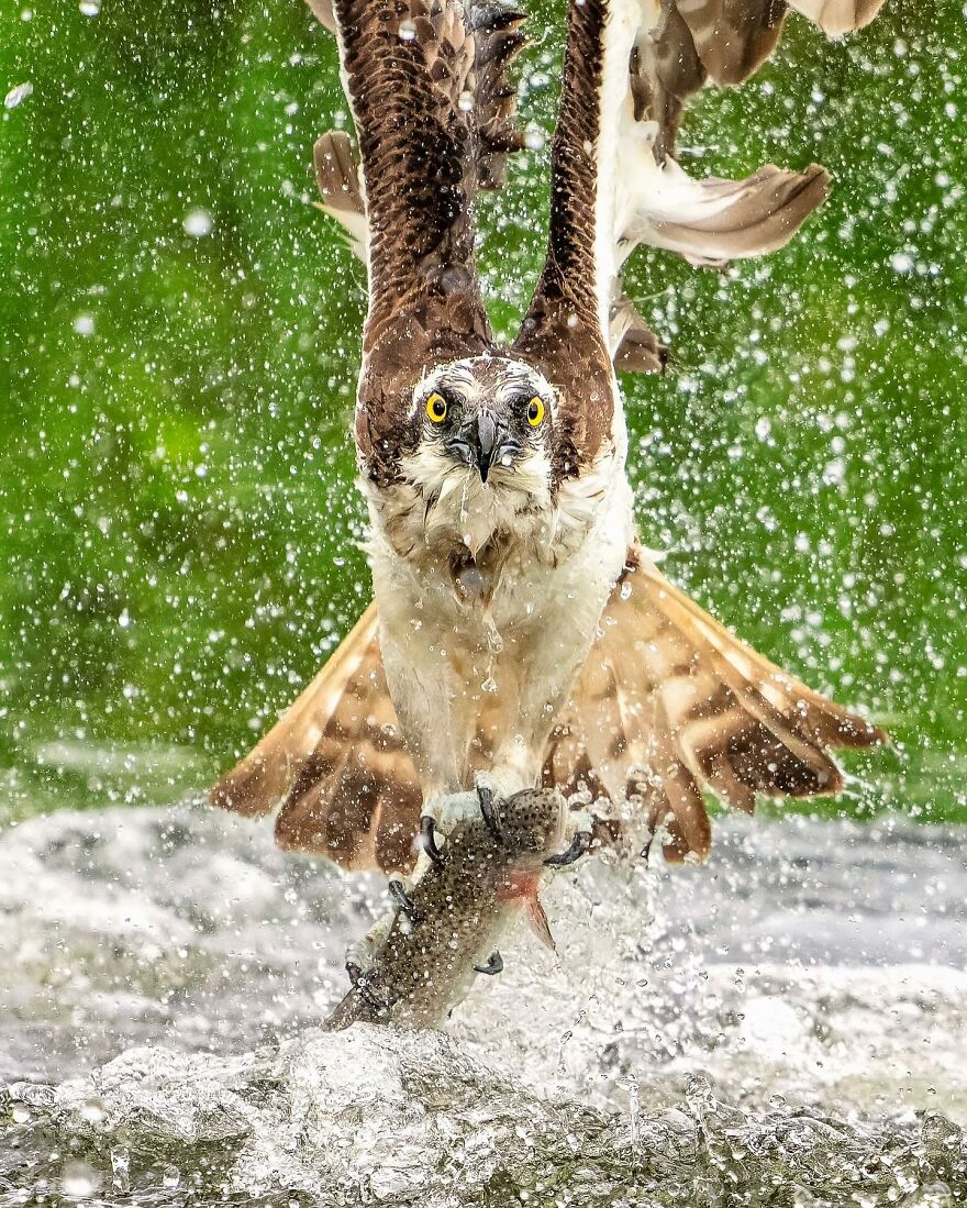 Wings Of Finland: Tom Nickels’ Stunning Bird Photography-Interview