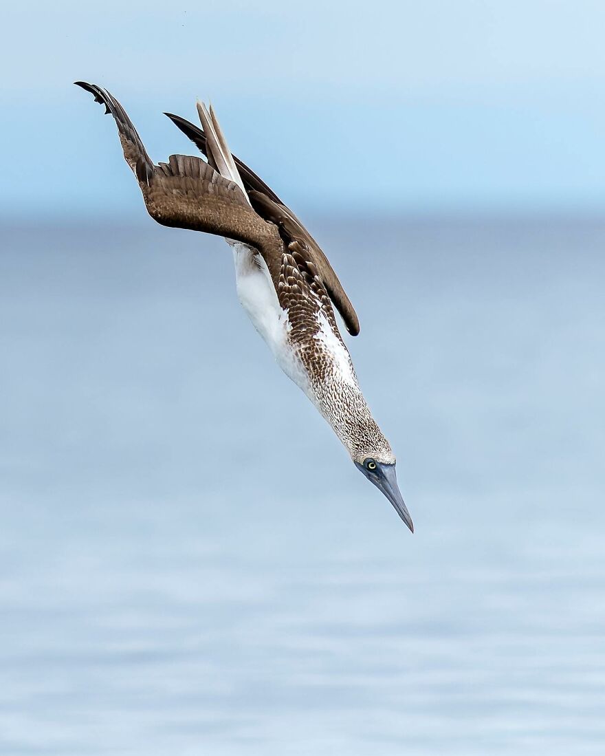 Wings Of Finland: Tom Nickels’ Stunning Bird Photography-Interview