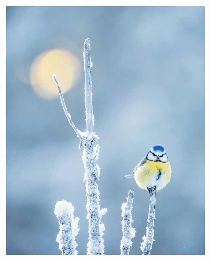 Birds Of Finland: 60 Stunning Images By Photographer Tom Nickels