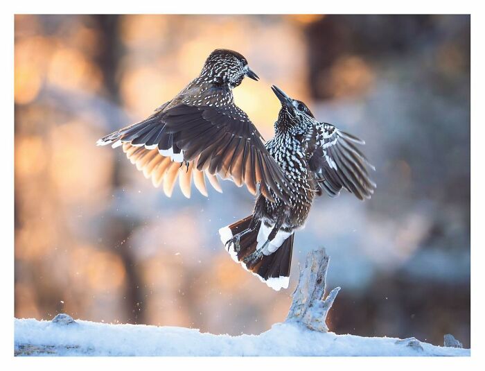 Birds Of Finland: 60 Stunning Images By Photographer Tom Nickels