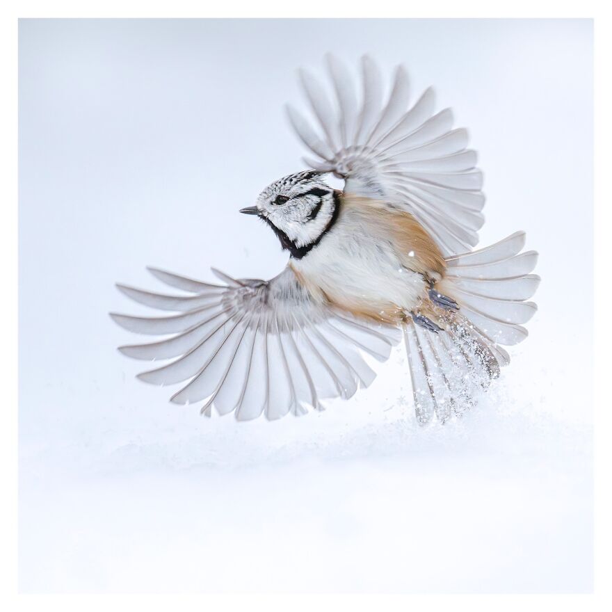 Wings Of Finland: Tom Nickels’ Stunning Bird Photography-Interview